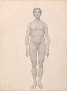 Vergleichende anatomische Darstellung der Struktur des menschlichen Körpers mit der eines Tigers und eines gewöhnlichen Huhns: Menschliche Figur, Vorderansicht, unzerlegt von George Stubbs