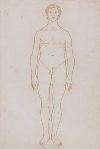 Vergleichende anatomische Darstellung der Struktur des menschlichen Körpers mit der eines Tigers und eines gewöhnlichen Huhns: Studie der menschlichen Figur, Vorderansicht (Umrisszeichnung) von George Stubbs