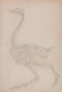 Vergleichende anatomische Darstellung der Struktur des menschlichen Körpers mit der eines Tigers und eines gewöhnlichen Huhns: Hühnerskelett, Seitenansicht von George Stubbs