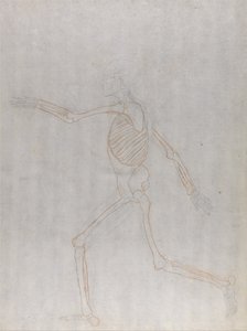 Vergleichende anatomische Darstellung der Struktur des menschlichen Körpers mit der eines Tigers und eines gewöhnlichen Huhns: Menschliches Skelett, Seitenansicht von George Stubbs
