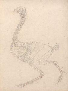Vergleichende anatomische Darstellung der Struktur des menschlichen Körpers mit der eines Tigers und eines gewöhnlichen Vogels: Vogelkörper, Seitenansicht (Studie für die Schlüsselfigur zu Tafel XV) von George Stubbs