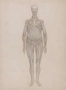 Vergleichende anatomische Darstellung der Struktur des menschlichen Körpers mit der eines Tigers und eines gewöhnlichen Vogels: Menschliche Figur, Vorderansicht (Für eine nie veröffentlichte Platte vorgesehen) von George Stubbs