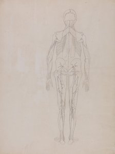 Vergleichende anatomische Darstellung der Struktur des menschlichen Körpers mit der eines Tigers und eines gewöhnlichen Huhns: Menschliche Figur, Rückansicht (Umrisszeichnung für die Schlüsselfigur einer unveröffentlichten Platte) von George Stubbs
