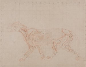 Vergleichende anatomische Darstellung der Struktur des menschlichen Körpers mit der eines Tigers und eines gewöhnlichen Huhns: Tigerkörper, Seitenansicht (Studie der vierten Stufe der Sektion, die die tieferen Muskeln zeigt) von George Stubbs