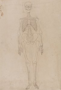 Vergleichende anatomische Darstellung der Struktur des menschlichen Körpers mit der eines Tigers und eines gewöhnlichen Huhns: Menschliches Skelett, Vorderansicht von George Stubbs