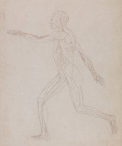 Vergleichende anatomische Darstellung der Struktur des menschlichen Körpers mit der eines Tigers und eines gewöhnlichen Huhns: Menschliche Figur, Seitenansicht von George Stubbs
