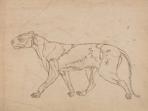Vergleichende anatomische Darstellung der Struktur des menschlichen Körpers mit der eines Tigers und eines gewöhnlichen Huhns: Tigerkörper, Seitenansicht von George Stubbs