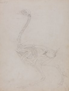 Vergleichende anatomische Darstellung des Aufbaus des menschlichen Körpers mit dem eines Tigers und eines gewöhnlichen Huhns: Hühnerkörper, Seitenansicht von George Stubbs