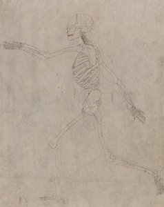 Ein vergleichender anatomischer Exposition der Struktur des menschlichen Körpers mit der eines Tigers und eines gewöhnlichen Huhns: Menschliches Skelett, Seitenansicht von George Stubbs
