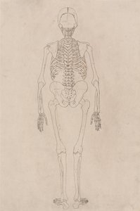 Ein vergleichender anatomischer Exposition der Struktur des menschlichen Körpers mit der eines Tigers und eines gewöhnlichen Huhns: Menschliches Skelett, Rückansicht (Bezieht sich auf Tabelle II) von George Stubbs