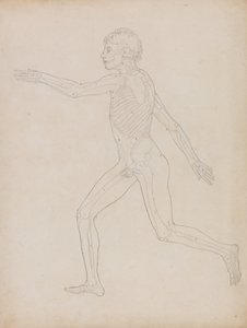 Vergleichende anatomische Darstellung des menschlichen Körpers mit einem Tiger und einem Haushuhn: Menschliche Figur, Seitenansicht von George Stubbs