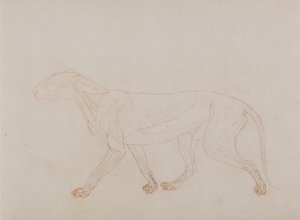Vergleichende anatomische Darstellung des menschlichen Körpers mit einem Tiger und einem Haushuhn: Tigerkörper, Seitenansicht (zeigt die dritte Stufe der Sektion) von George Stubbs