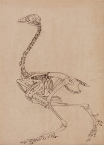 Vergleichende anatomische Darstellung des menschlichen Körpers mit einem Tiger und einem Haushuhn: Hühnerskelett, Seitenansicht (Studie für die Schlüsselfigur zu Tafel V) von George Stubbs