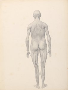 Vergleichende anatomische Darstellung der Struktur des menschlichen Körpers mit der eines Tigers und eines Haushuhns: Menschliche Figur, Rückansicht, teilweise seziert (Fertige Studie für Tafel XII) von George Stubbs