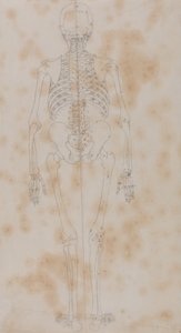 Eine vergleichende anatomische Darstellung der Struktur des menschlichen Körpers mit der eines Tigers und eines gewöhnlichen Huhns: Menschliches Skelett, Rückansicht (Vielleicht die erste der Studien des Skeletts) von George Stubbs