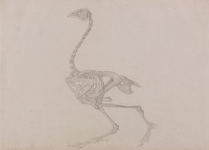 Vergleichende anatomische Darstellung der Struktur des menschlichen Körpers mit der eines Tigers und eines gewöhnlichen Huhns: Dorking-Huhn-Skelett, Seitenansicht (Fertige Studie für eine unveröffentlichte Tafel) von George Stubbs