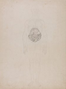 Vergleichende anatomische Darstellung der Struktur des menschlichen Körpers mit der eines Tigers und eines gewöhnlichen Huhns: Menschliche Figur, Vorderansicht (Umrisszeichnung) von George Stubbs