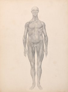 Vergleichende anatomische Darstellung der Struktur des menschlichen Körpers mit der eines Tigers und eines gewöhnlichen Huhns: Menschliche Figur, Vorderansicht, Haut und darunterliegende Faszienschichten entfernt (Fertige Studie für Tafel XI) von George Stubbs