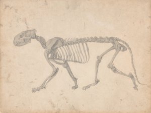 Vergleichende anatomische Darstellung der Struktur des menschlichen Körpers mit der eines Tigers und eines gewöhnlichen Huhns: Tigerskelett, Seitenansicht (Fertige Studie für Tafel IV) von George Stubbs