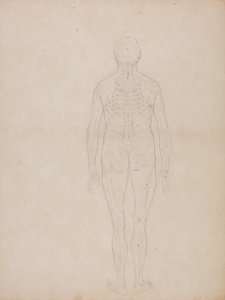 Ein vergleichender anatomischer Exposition der Struktur des menschlichen Körpers mit der eines Tigers und eines gewöhnlichen Huhns: Menschliche Figur, Rückansicht von George Stubbs