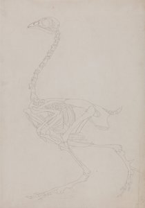 Eine vergleichende anatomische Darstellung der Struktur des menschlichen Körpers mit der eines Tigers und eines gewöhnlichen Huhns: Huhnskelett, Seitenansicht von George Stubbs