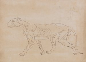 Vergleichende anatomische Darstellung der Struktur des menschlichen Körpers mit der eines Tigers und eines gewöhnlichen Huhns: Tigerkörper, Seitenansicht (Umrisszeichnung für eine Schlüsselfigur) von George Stubbs