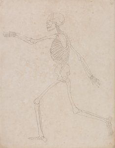 Vergleichende anatomische Darstellung der Struktur des menschlichen Körpers mit der eines Tigers und eines gewöhnlichen Huhns: Menschliches Skelett, Seitenansicht von George Stubbs