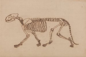 Vergleichende anatomische Darstellung der Struktur des menschlichen Körpers mit der eines Tigers und eines gewöhnlichen Vogels: Tigerskelett, Seitenansicht von George Stubbs