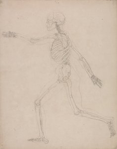 Vergleichende anatomische Darstellung der Struktur des menschlichen Körpers mit der eines Tigers und eines gewöhnlichen Huhns: Menschliches Skelett, Seitenansicht von George Stubbs