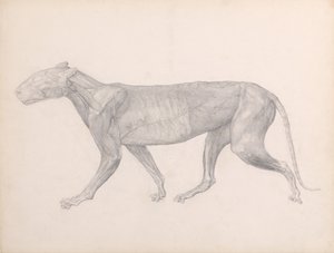 Vergleichende anatomische Darstellung der Struktur des menschlichen Körpers mit der eines Tigers und eines gewöhnlichen Huhns: Tiger, Seitenansicht, mit entferntem Bindegewebe (Fertige Studie für Tafel XIV) von George Stubbs