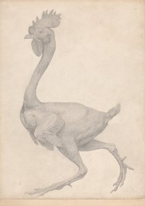 Vergleichende anatomische Darstellung der Struktur des menschlichen Körpers mit der eines Tigers und eines gewöhnlichen Huhns: Huhn, Seitenansicht mit den meisten entfernten Federn (Fertige Studie für Tafel X) von George Stubbs