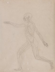 Vergleichende anatomische Darstellung des menschlichen Körpers mit einem Tiger und einem gewöhnlichen Huhn: Menschliche Figur, Seitenansicht von George Stubbs