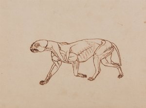 Ein vergleichender anatomischer Exposition der Struktur des menschlichen Körpers mit der eines Tigers und eines gewöhnlichen Huhns: Leopardenkörper, Seitenansicht von George Stubbs
