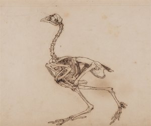 Vergleichende anatomische Darstellung der Struktur des menschlichen Körpers mit der eines Tigers und eines gewöhnlichen Huhns: Dorking-Huhn-Skelett, Seitenansicht von George Stubbs