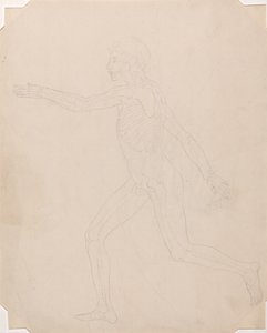 Vergleichende anatomische Darstellung der Struktur des menschlichen Körpers mit der eines Tigers und eines gewöhnlichen Huhns: Menschliche Figur, Seitenansicht von George Stubbs