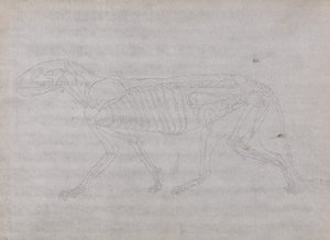 Vergleichende anatomische Darstellung der Struktur des menschlichen Körpers mit der eines Tigers und eines gewöhnlichen Huhns: Tigerkörper, Seitenansicht von George Stubbs