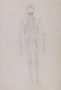 Vergleichende anatomische Darstellung der Struktur des menschlichen Körpers mit der eines Tigers und eines gewöhnlichen Huhns: Menschliche Figur, Rückansicht (Umrisszeichnung für eine Schlüsselfigur, die das Endstadium der Sektion zeigt) von George Stubbs