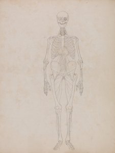 Vergleichende anatomische Darstellung der Struktur des menschlichen Körpers mit der eines Tigers und eines gewöhnlichen Huhns: Menschliche Figur, Vorderansicht (Umrissfigur) von George Stubbs