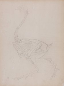 Vergleichende anatomische Darstellung der Struktur des menschlichen Körpers mit der eines Tigers und eines gewöhnlichen Huhns: Hühnerkörper, Seitenansicht von George Stubbs