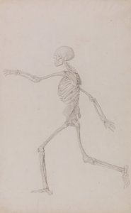 Eine vergleichende anatomische Darstellung der Struktur des menschlichen Körpers mit der eines Tigers und eines gewöhnlichen Huhns: Menschliches Skelett, Seitenansicht von links gesehen, laufend (Fertige Studie für Tafel III) von George Stubbs