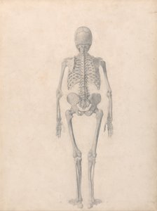 Vergleichende anatomische Darstellung der Struktur des menschlichen Körpers mit der eines Tigers und eines gewöhnlichen Huhns: Menschliches Skelett, Rückansicht (Fertige Studie für Tafel II) von George Stubbs