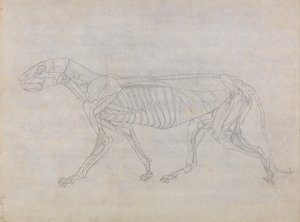Vergleichende anatomische Darstellung der Struktur des menschlichen Körpers mit der eines Tigers und eines gewöhnlichen Vogels: Tigerkörper, Seitenansicht von George Stubbs