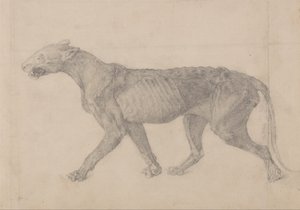 Vergleichende anatomische Darstellung des menschlichen Körpers mit dem eines Tigers und eines gewöhnlichen Huhns: Tigerkörper, Seitenansicht von George Stubbs