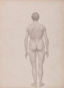 Vergleichende anatomische Darstellung der Struktur des menschlichen Körpers mit der eines Tigers und eines gewöhnlichen Huhns: Menschliche Figur, Rückansicht (unzerlegt) von George Stubbs