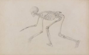 Vergleichende anatomische Darstellung der Struktur des menschlichen Körpers mit der eines Tigers und eines gewöhnlichen Huhns: Menschliches Skelett, Seitenansicht (in kriechender Haltung) von George Stubbs