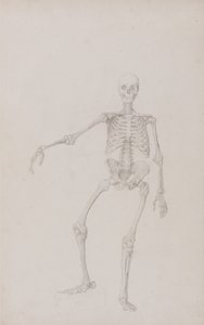 Vergleichende anatomische Darstellung der Struktur des menschlichen Körpers mit der eines Tigers und eines gewöhnlichen Huhns: Menschliches Skelett, Vorderansicht (rechter Arm ausgestreckt) von George Stubbs