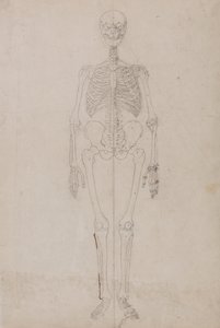 Vergleichende anatomische Darstellung der Struktur des menschlichen Körpers mit der eines Tigers und eines gewöhnlichen Huhns: Menschliches Skelett, Vorderansicht (endgültige Studie) von George Stubbs