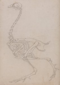 Vergleichende anatomische Darstellung der Struktur des menschlichen Körpers mit der eines Tigers und eines gewöhnlichen Huhns: Hühnerskelett, Seitenansicht (Umrisszeichnung des Skeletts) von George Stubbs