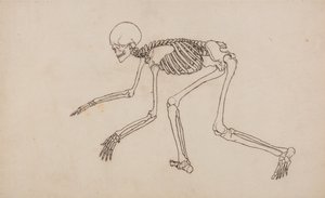 Vergleichende anatomische Darstellung der Struktur des menschlichen Körpers mit der eines Tigers und eines gewöhnlichen Huhns: Menschliches Skelett, Seitenansicht von George Stubbs