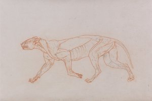 Vergleichende anatomische Darstellung der Struktur des menschlichen Körpers mit der eines Tigers und eines gewöhnlichen Huhns: Leopardenkörper, Seitenansicht von George Stubbs